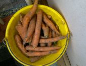 Продам овощи в Кирове, Морковь, Сладкая, вкусная, сочная, выращена на своем огороде за