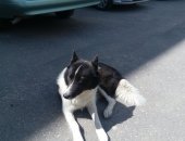 Продам собаку в Владимире, найдена трехлапая собака! просим откликнуться старого или