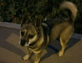 Продам собаку в Калуге, С прошлых выходных в районе ул молодежной появился песик