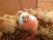 Продам с/х птицу в Иркутске, Выводим цыплят бройлера, есть свободные цыплята на 7 июня и