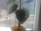 Продам комнатное растение в Санкт-Петербурге, Алоэ фикус кактусы и другие растения, аллое