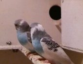 Продам птицу в Тюмени, ться птенчики волнистых попугаев, домашнее разведение, здоровые и