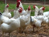 Продам с/х птицу в Кукуштане, Кура-молодка Декалб Вайт 5, 5 мес белая, 380 руб, Цыплята