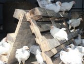 Продам с/х птицу в Белгороде, цыплят породы адлерская серебристая мясо-яичная порода