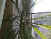 Продам комнатное растение в Петрозаводске, пальму без горшка, высота 110 см, постоянно