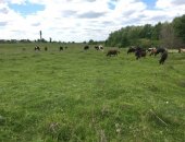 Продам корову в Узловой, с личного фермерского хозяйства по семейным обстоятельствам