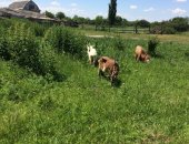 Продам козу в Суворовской, коз и козла, Козы ухоженные дойные, Две дойные, каждая даёт
