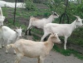 Продам козу в Щучье, Предлагаем на продажу молодняк альпийского и зааненского козлов