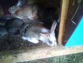 Продам заяца в Георгиевске, на завод высокопродуктивных самки приводят 10-12 крольчат