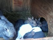 Продам заяца в Волгограде, Кролики, кроликов 1-2месяца, Цена за шт