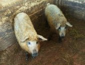 Продам свинью в Истре, Свиньи и поросята с фермы в д, Чудцево, Истринский район,