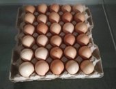 Продам яица в Грайвороне, Яйцо куриное домашнее, Фермер, ЛПХ, Яйцо от кур на свободном