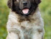 Продам собаку леонбергер, самка в Пушкине, Предлагаются к продаже щенки а от очень