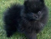 Продам собаку шпиц, самка в Санкт-Петербурге, Очень маленька, ровного чёрного цвета