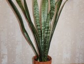 Продам комнатное растение в Биробиджане, Сансевиерию Щучий хвост, высота с учетом горшка