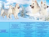 Продам собаку швейцарская овчарка, самец в Барнауле, Продаётся щенок Белой швейцарской