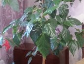 Продам комнатное растение в Новосибирске, Гибискус, Большое взрослое дерево, Высота 170