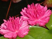 Продам комнатное растение в Воронеже, Купить нимфеи, кувшинки, водные лилии для садового