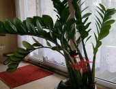 Продам комнатное растение в Бийске, Цветок, Замиокулкас выс, 1, 6м - 5000руб, Фикус