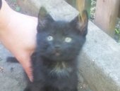 Продам кошку, самец в Таганроге, Отдам в добрые руки двух котят-мальчиков черный и рыжий