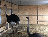 Продам с/х птицу в Тбилисской, В продаже страусята от 7 дней до 30! Так же в продаже