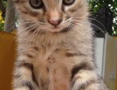 Продам кошку, самка в Украинке, Отдам даром двух котят девочки, родились 29 марта