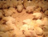 Продам с/х птицу в Тюмени, Цыплята Бройлера вывод 17 июня цена 55, подрощенные цыплята