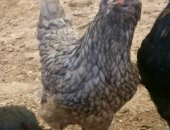 Продам с/х птицу в Дербенте, Цыплята породные и обычные домашние, Цыплятам около 5 месяца