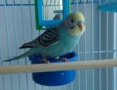 Продам птицу в Пензе, молодого волнистого попугайчика, Мальчик, возраст 3 месяца Очень