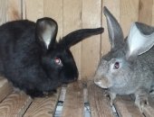 Продам заяца в Нижнем Тагиле, Кролики, кроликов Серый великан, Крупные 1 мес - 200 руб,