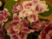 Продам комнатное растение в Димитровграде, : Фиалки цветущие - 200р, Детки стартеры