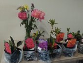 Продам комнатное растение в Петрозаводске, Японские же рододендроны в этой группе