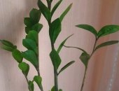 Продам комнатное растение в Москве, Замиокулькас, вместе с горшком Замиокулькас, Высота