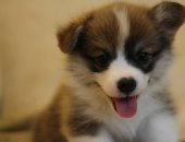 Продам собаку, самка в Краснодаре, Предлагаются к резервированию щенки Вельш корги
