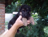 Продам собаку немецкая овчарка в Усть-Лабинске, тся щенки немецкой овчарки, 3 суки,
