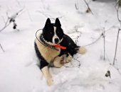 Продам собаку лайка в Иванове, русско-европейскую лайку с дипломами, Экстерьерная оценка