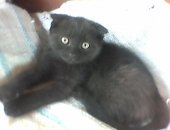 Продам кошку, самка в Новочеркасске, Кошечку отдадим в добрые руки, Кошечка, 2 месяца