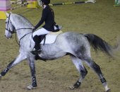 Продам лошадь в Дмитрове, Продается конкурный серый мерин, 2006 г, р, 168 см, в холке