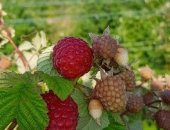 Продам ягоды в Заветном, Малина, Армавире, малину, свежая ягода со своей мини фермы