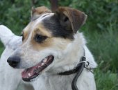 Продам собаку в Омске, Белка, История этой собаки проста и уникальна, как и у всех наших