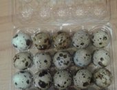 Продам яица в Омске, Инкубационное перепелиное яйцо, все вопросы по телефону