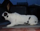 Продам заяца в Буревестнике, Принимается запись на чистокровных кроликов: голден ризен
