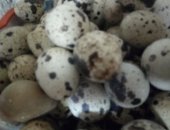 Продам яица в Черногорске, Свежие перепелиные, возможна доставка