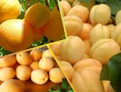 Продам ягоды в Краснодаре, Фрукты оптом фрукты импортного производства, Абрикос