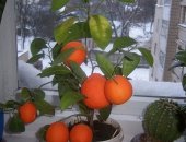 Продам комнатное растение в Екатеринбурге, не дорого укоренённые черенки цитрусовых