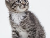 Продам кошку, самец в Нижнем Новгороде, Котик, Возраст 2 месяца, Родился от домашней