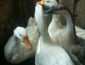 Продам с/х птицу в Астрахани, Гуси Линда, гусей порода Линда двух годовалые: четыре