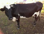 Продам корову в Сарапуле, высокоудойную, 4 отела, крупная, после отела давала 30-31л