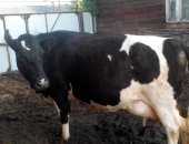 Продам корову в Кудряшовском, Телку 1 год бело-розовую от дойной коровы, или обменяю