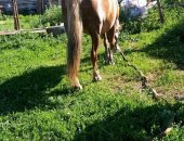 Продам лошадь в Ливнах, Кобыла, 10лет роботяга торг срчно